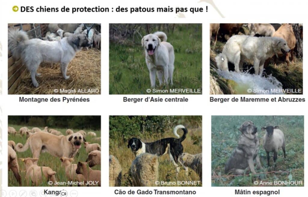 chiens de protection