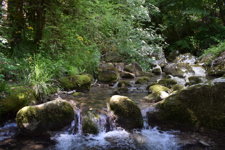 mélèze